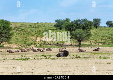 Gemeinsame Antilopen Oryx und Blue Wildebeest, Oryx gazella in der Kalahari nach der Regenzeit mit grünem Gras. Kgalagadi Transfrontier Park, Südafrika w Stockfoto