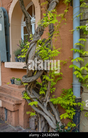 Wein an einem Haus in Besigheim, südlich von Deutschland Stockfoto