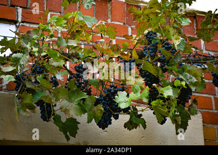 Die Trauben der roten Trauben hängen, den Wein in der späten Nachmittagssonne Stockfoto