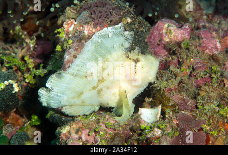 Leaf scorpionfish, Taenianotus triacanthus, Sulawesi Indonesien. Stockfoto