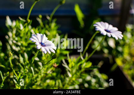 Zwei weiße Kapkörbchen oder Cape Gänseblümchen (Osteospermum), Seitenansicht. Blumen mit eleganten weißen Blütenblättern, von tiefen blauen Augen versetzt sind. Stockfoto