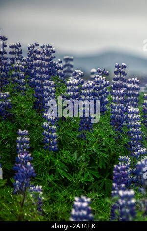 Typische lila Nootka lupine Blumen auf Island, Sommer Stockfoto