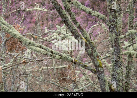 Asturien, Spanien - 19. März 2019: Bäume mit Flechten bedeckt Stockfoto