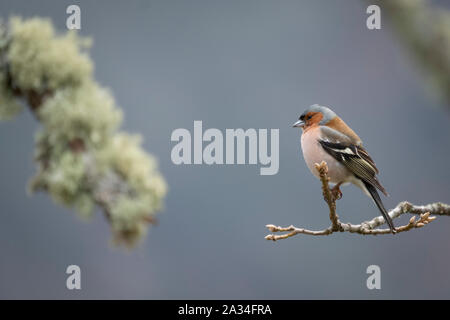 Asturien, Spanien - 19. März 2019: Buchfink auf einem Zweig Stockfoto