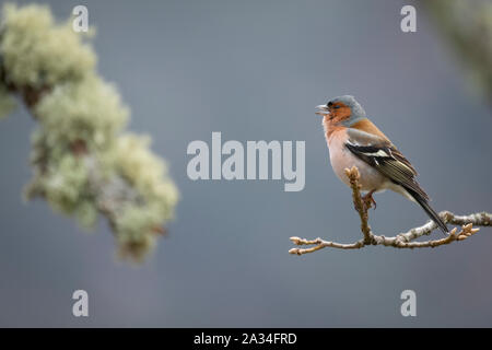 Asturien, Spanien - 19. März 2019: Buchfink auf einem Zweig Stockfoto