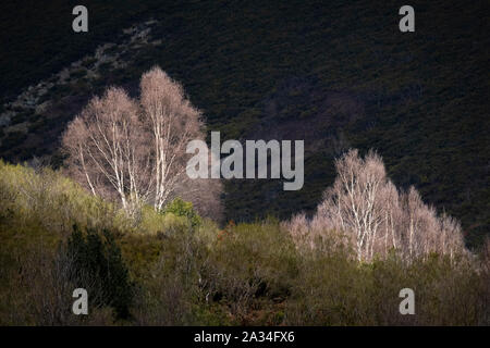 Asturien, Spanien - 19. März 2019: Bäume gegen die Seite eines Berges in Asturien Stockfoto
