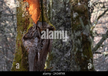 Asturien, Spanien - 19. März 2019: Bäume am Hayedo de Monasterio de Hermo Stockfoto