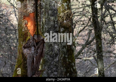 Asturien, Spanien - 19. März 2019: Bäume am Hayedo de Monasterio de Hermo Stockfoto