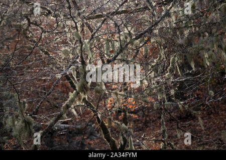 Asturien, Spanien - 19. März 2019: Bäume mit Flechten bedeckt Stockfoto