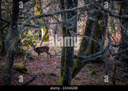 Asturien, Spanien - 19. März 2019: Rotwild an Hayedo de Monasterio de Hermo Stockfoto