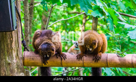 Red bellied lemur Paar sitzt auf einem Ast, tropischen Affen, gefährdete Primaten specie aus Madagaskar Stockfoto