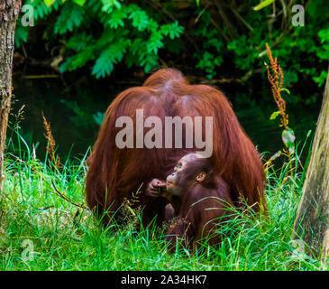 Bornesischen Orang-Utan-Mutter zusammen mit ihrem Säugling, Primas Family Portrait, kritisch bedrohte Tierart Stockfoto