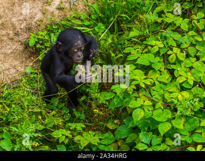 Nahaufnahme eines bonobo Säugling stehen einige Pflanzen, Mensch Affe, pygmy Schimpansen, gefährdete Tierart aus Afrika Stockfoto