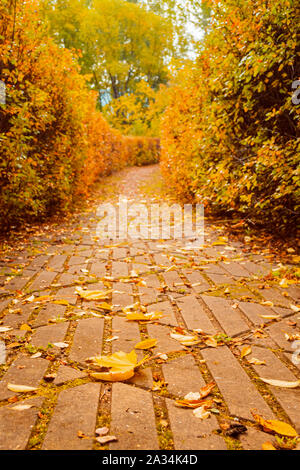 Herbst Landschaft. Der Pfad im Park ist mit der gefallenen Blätter im Herbst gestreut. Vertikale Rahmen Stockfoto
