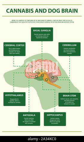 Cannabis und Hund Gehirn vertikale Infografik Abbildung über Cannabis als pflanzliche Alternative Medizin, Gesundheitswesen und medizinische Wissenschaft Vektor. Stock Vektor