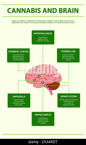 Cannabis und Gehirn vertikale Infografik Abbildung über Cannabis als pflanzliche Alternative Medizin, Gesundheitswesen und medizinische Wissenschaft Vektor. Stock Vektor
