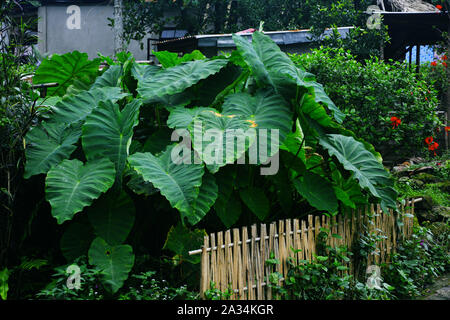 Große grüne Blätter von Taro Colocasia esculenta Werk auch als bekannt, China Rose (Hibiscus Rosasinensis) auch als Chinesische Hibiskus und shoeblack Pflanze bekannt Stockfoto