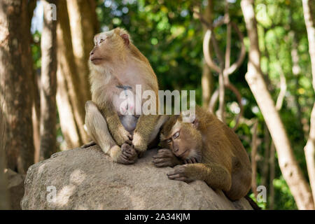 Weibliche und männliche affe affe unter dem Schatten der Bäume. Tier Storytelling Konzept. Stockfoto