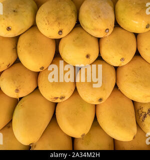 Stapel von frischem Gelb gerippt Thai mango Namen Mamuang Kaew auf Früchten angezeigt shop Abschaltdruck Stockfoto