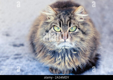 Zornig zornig grau-braune Katze mit flauschigen lange Haare. Das Sitzen auf der Straße im Winter Stockfoto