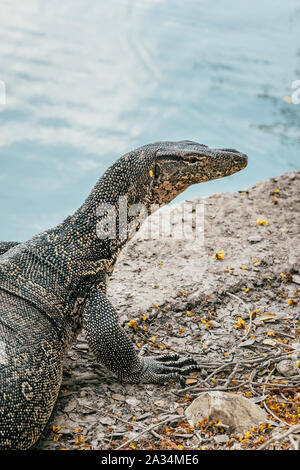 Waran oder Varanus Salvator im Lumpini Park in der Innenstadt von Bangkok. Stockfoto