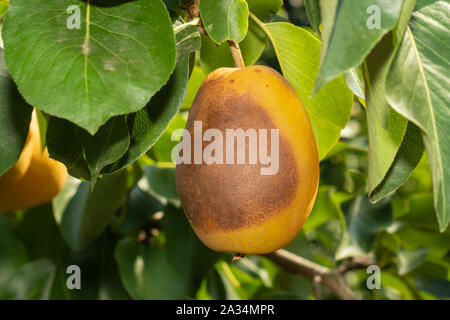 Pear Frucht am Baum close-up mit der Krankheit und rot. Garten Schutzkonzept Stockfoto