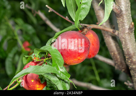 Reife saftige Früchte Nektarine auf Baum im Garten in der Sonne. Herbst Ernte Konzept Stockfoto