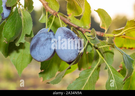 Reif Blue Plum Früchte close-up auf einem Zweig in der Sonne. Herbst Ernte Stockfoto