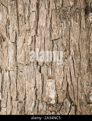 Nahaufnahme grunge Baumrinde Textur Hintergrund, Holz- Textur Stockfoto