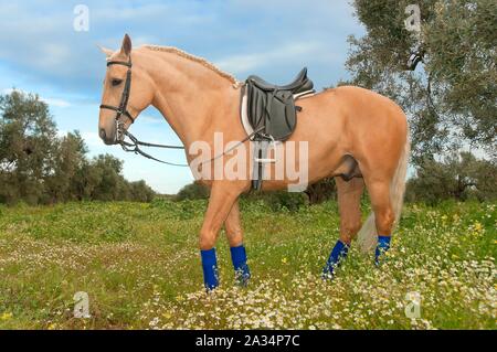 Reitzentrum "El Acebuche" - tan Pferd, Bollullos de la Mitacion, Sevilla - Provinz, Andalusien, Spanien, Europa. Stockfoto