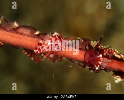 Porzellan Krabben, Porcellanella picta, Sulawesi Indonesien. Stockfoto