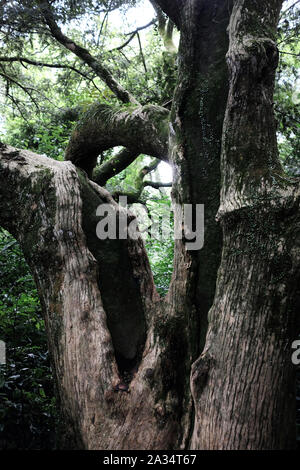 Bijarim Wald. Die größte einzelne Arten Wald in der Welt. Jeju, Korea. Stockfoto