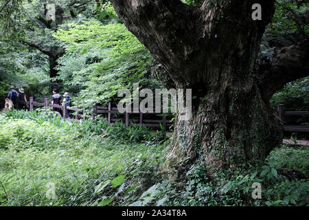 Bijarim Wald. Die größte einzelne Arten Wald in der Welt. Jeju, Korea. Stockfoto