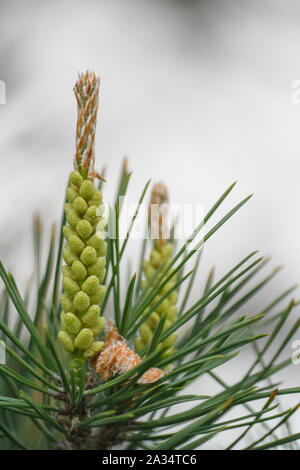 Soft Focus in der Nähe von Pine Tree Branch Knospen Stockfoto