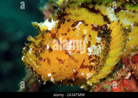 Nahaufnahme von einem gelben Blatt Drachenköpfe (Taenianotus Triacanthus, aka Schaukelfisch, Paperfish). Padang Bai, Bali, Indonesien Stockfoto