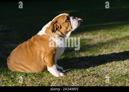 Englisch weiße und braune Bulldogge auf dem Gras mit der Zunge Sitzen Stockfoto