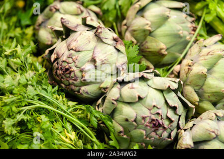 Bündel von frisch geernteten Artischocken in einem Garten, Gemüse für eine gesunde Ernährung, der Markt Stockfoto
