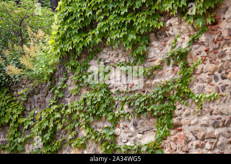Hintergrund. Efeu Blätter auf alten Vintage Steinmauer im Frühling in europäischen gemütliche Stadt Stockfoto