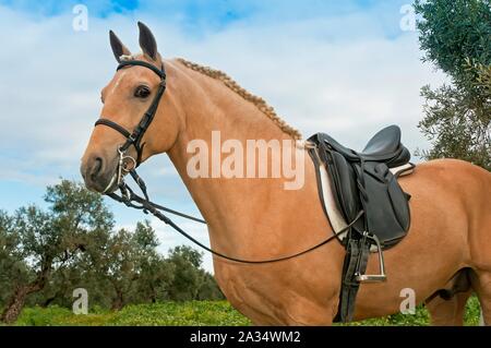 Reitzentrum "El Acebuche" - tan Pferd, Bollullos de la Mitacion, Sevilla - Provinz, Andalusien, Spanien, Europa. Stockfoto