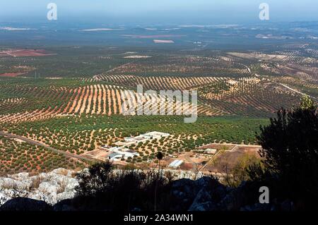 Landschaft von Olivenhainen, Alameda, Provinz Malaga, Andalusien, Spanien, Europa. Stockfoto