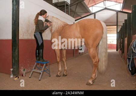 Reitzentrum "El Acebuche" - Mädchen kämmen ein Pferd, Bollullos de la Mitacion, Sevilla - Provinz, Andalusien, Spanien, Europa. Stockfoto