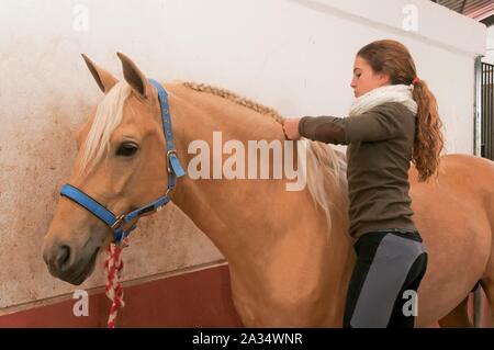 Reitzentrum "El Acebuche" - Flechten der Mähne eines Pferdes, Bollullos de la Mitacion, Sevilla - Provinz, Andalusien, Spanien, Europa. Stockfoto