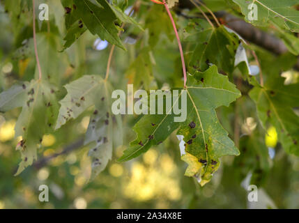 Tar spot Krankheit auf Maple Leaves. Eine häßliche, aber nicht gefährliche Krankheit für Bäume. Lösung ist, das Laub zu harken und Kompost oder verbrennen Sie. Stockfoto