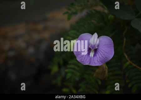 Centrosema virginianum, einer exotischen Blume in der Regel auf den offenen Boden gefunden. Mai mit Clitoria verwechselt werden. Yogyakarta, Indonesien Stockfoto