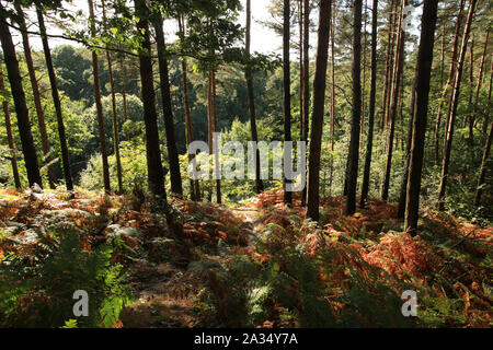 Wyre Forest Waldgebiet im frühen Herbst. Stockfoto