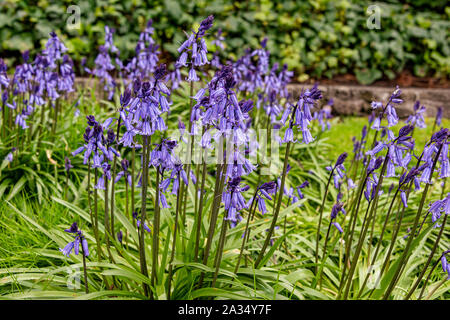 UK, Bristol, April 2019: Glockenblumen im Garten der Temple Church Stockfoto