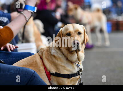 845 Blindenhunde, pensionierter Blindenhunde und Hunde alle Vorbereitung an einem fotoshooting der Nächstenliebe Blindenhunde in einem Versuch, die versucht, Guinness Weltrekord für die größte je Hund Fotoshooting zu helfen. Stockfoto