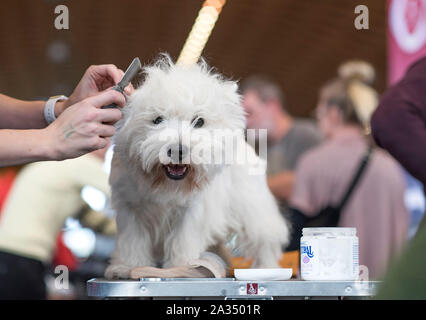 Rostock, Deutschland. 05 Okt, 2019. Der West Highland White Terrier Juke, der seine Haare an der internationalen Rassehund Ausstellung in der Rostocker Kunsthalle. Rund 2.000 Rassehunde aus 250 verschiedenen Rassen konkurrieren auf dem Rostocker Messe mit internationalen Richtern beurteilt zu werden. Credit: Frank Hormann/dpa/Alamy leben Nachrichten Stockfoto