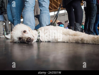 Rostock, Deutschland. 05 Okt, 2019. Eine große Pudel auf dem Boden liegt der internationalen Rassehund Ausstellung in der Rostocker Kunsthalle. Rund 2.000 Rassehunde aus 250 verschiedenen Rassen konkurrieren auf dem Rostocker Messe mit internationalen Richtern beurteilt zu werden. Credit: Frank Hormann/dpa/Alamy leben Nachrichten Stockfoto