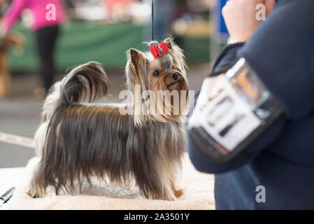 Rostock, Deutschland. 05 Okt, 2019. Ein Yorkshire Terrier vor seinem Auftritt bei der internationalen Rassehund Ausstellung in der Rostocker Kunsthalle. Rund 2.000 Rassehunde aus 250 verschiedenen Rassen konkurrieren auf dem Rostocker Messe mit internationalen Richtern beurteilt zu werden. Credit: Frank Hormann/dpa/Alamy leben Nachrichten Stockfoto